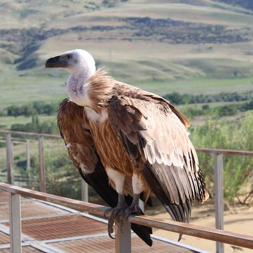 Photo #13707948