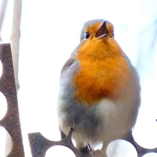 Photo #13707982