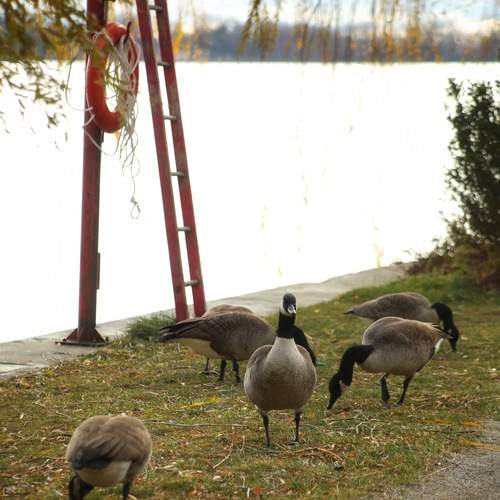 Photo #13707994