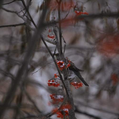 Photo #13708270