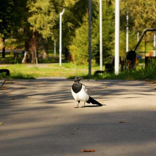 Photo #13708271