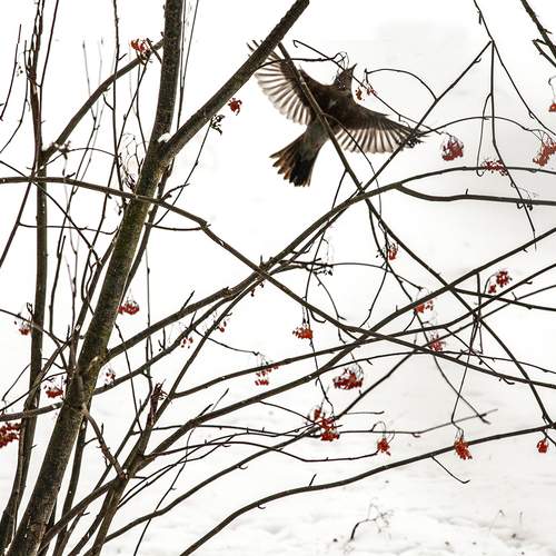 Photo #13708323