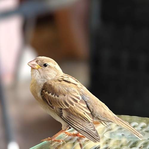 Photo #13708330