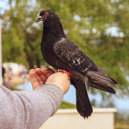 Photo #13708384