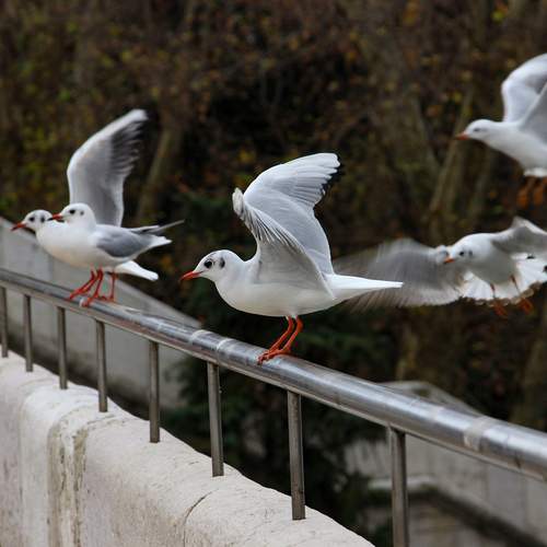 Photo #13708385