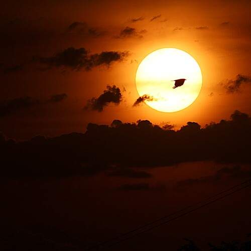 Photo #13708404