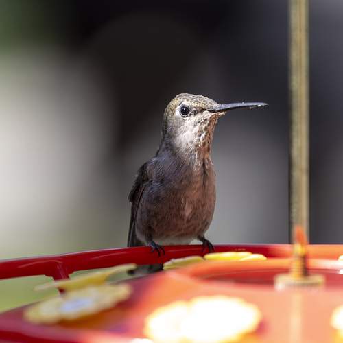 Photo #13708453