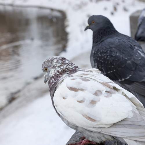 Photo #13708577