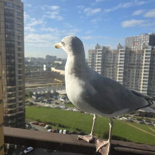 Photo #13708590