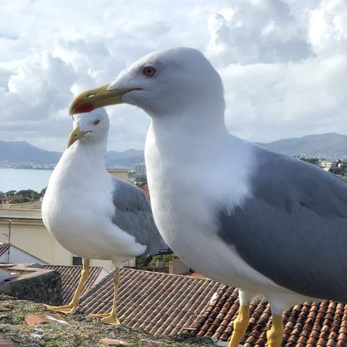 Photo #13708609