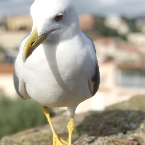 Photo #13708618