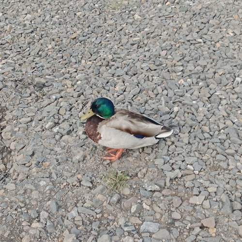 Photo #13708739