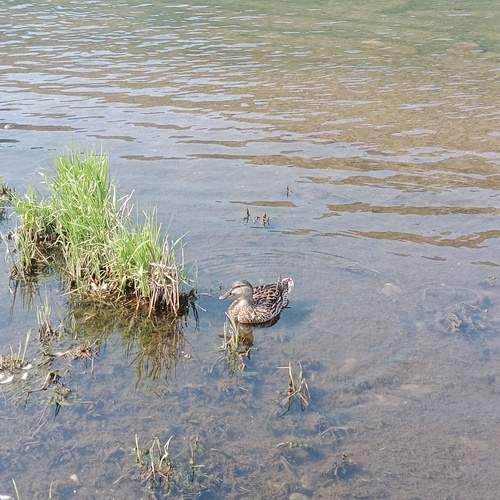 Photo #13708751
