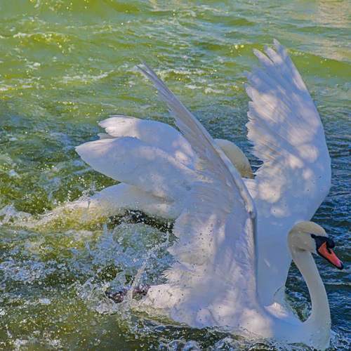Photo #13708764