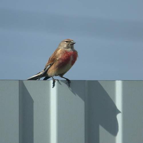 Photo #13708835