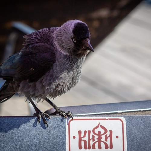 Photo #13708896