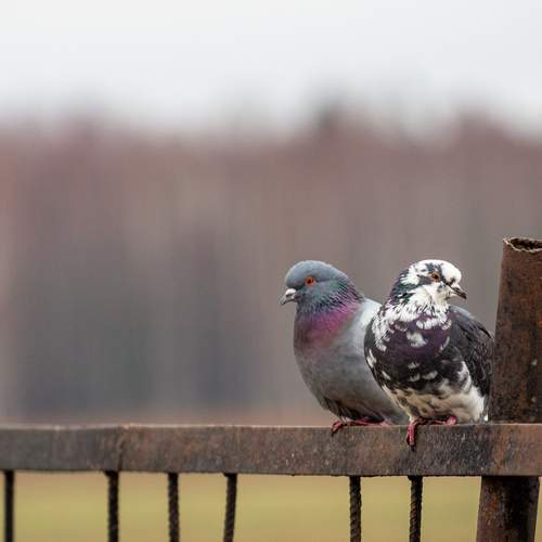 Photo #13708914
