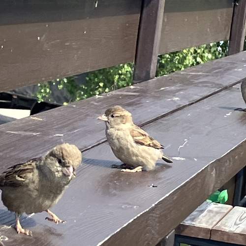 Photo #13708940