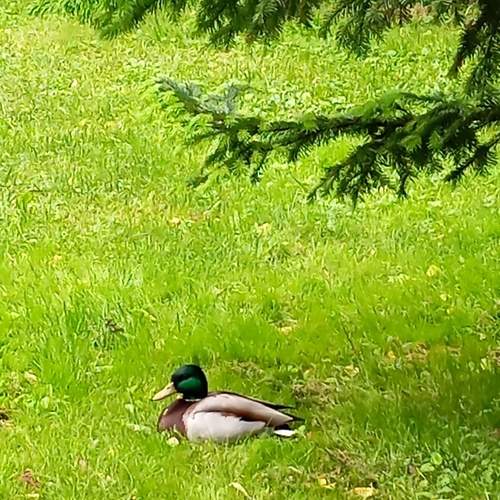 Photo #13708989