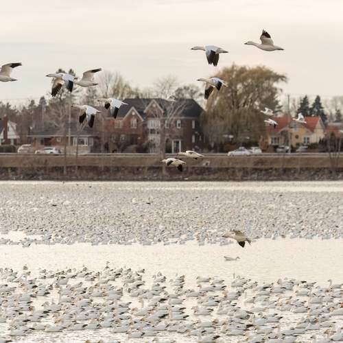 Photo #13709039