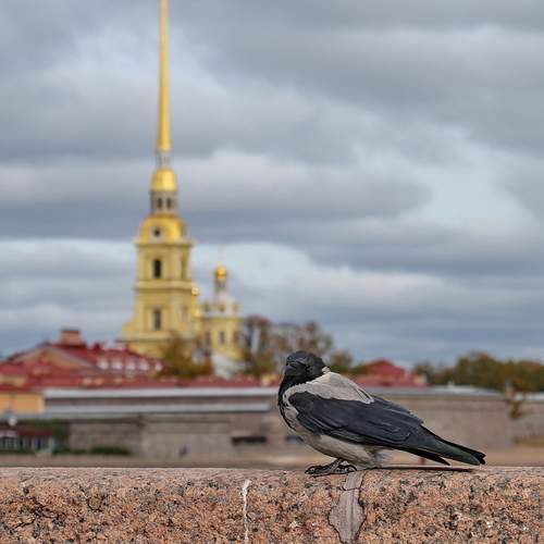 Photo #13709064