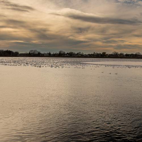Photo #13709090