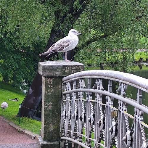 Photo #13709098
