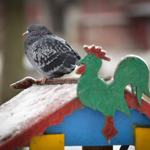 Photo #13709114