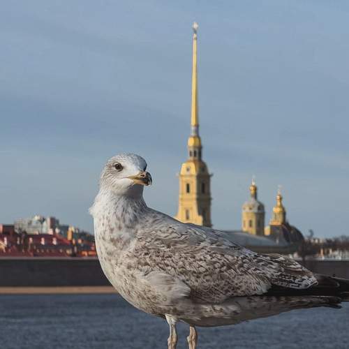 Photo #13709135