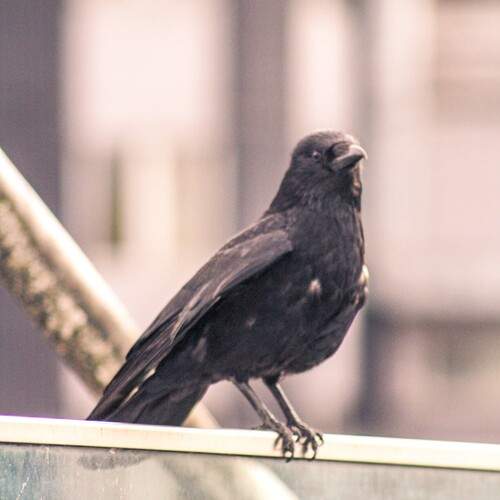 Photo #13709146