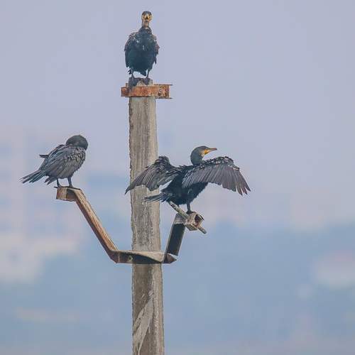 Photo #13709159