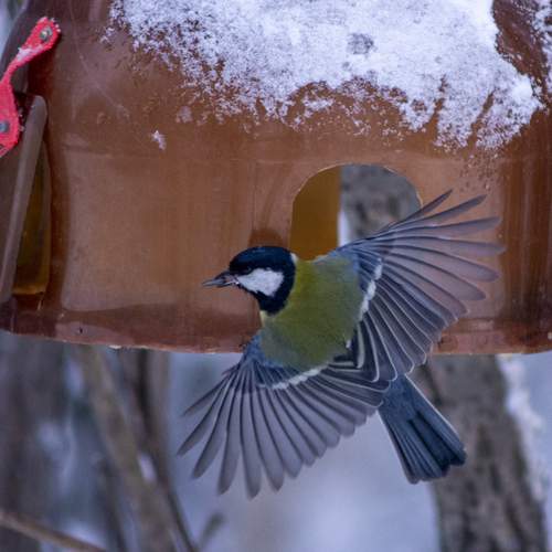 Photo #13709196