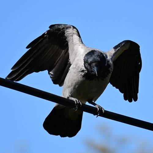 Photo #13709215