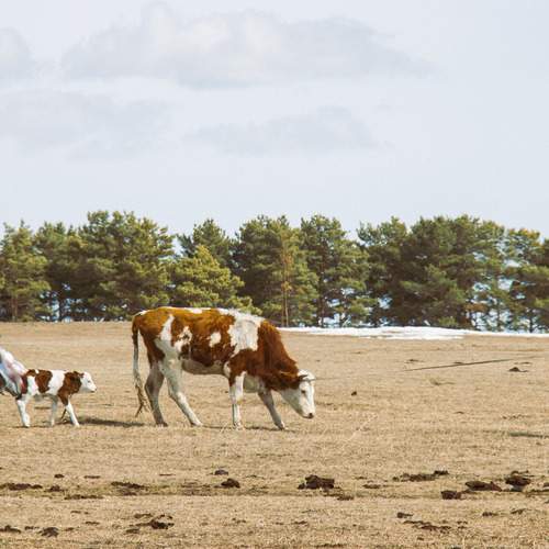 Photo #13709252