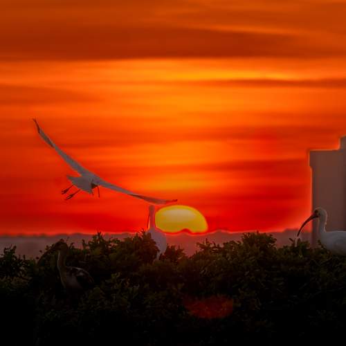 Photo #13709320