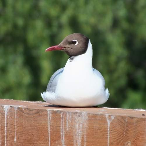 Photo #13709395