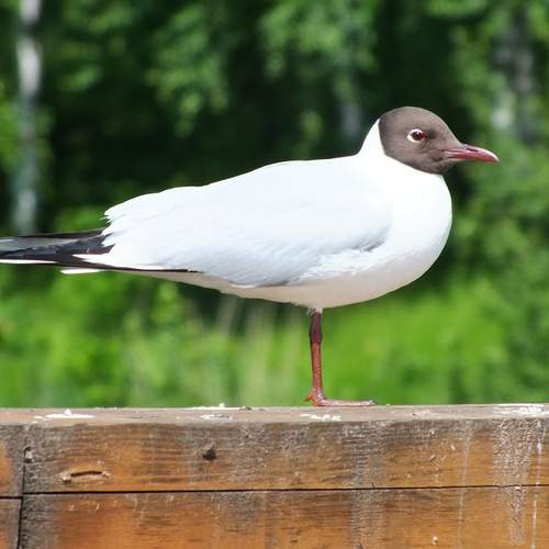 Photo #13709396
