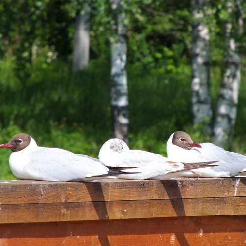 Photo #13709397
