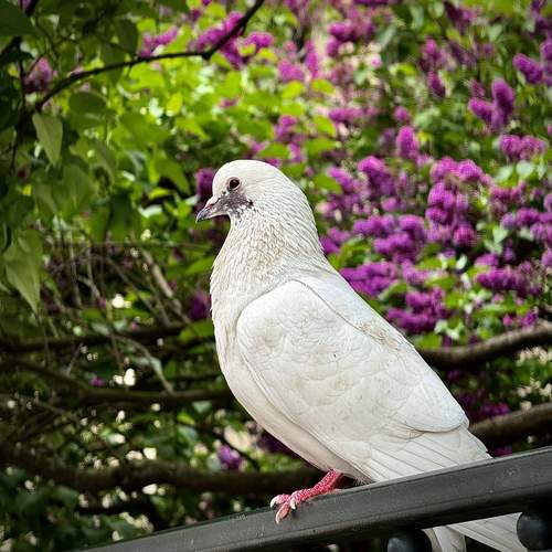 Photo #13709422