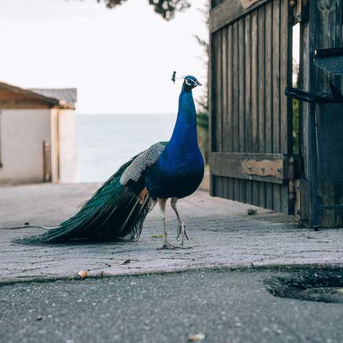 Photo #13709446