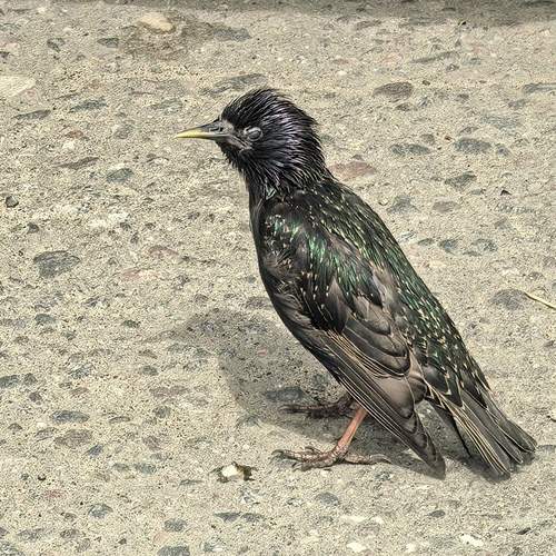 Photo #13709529