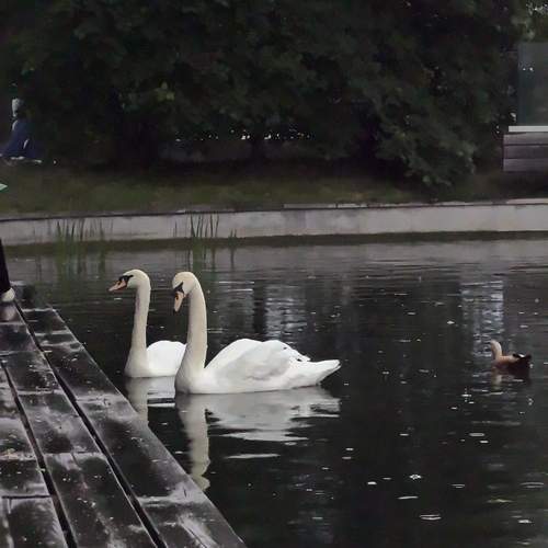 Photo #13709530