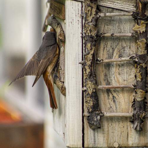 Photo #13709545