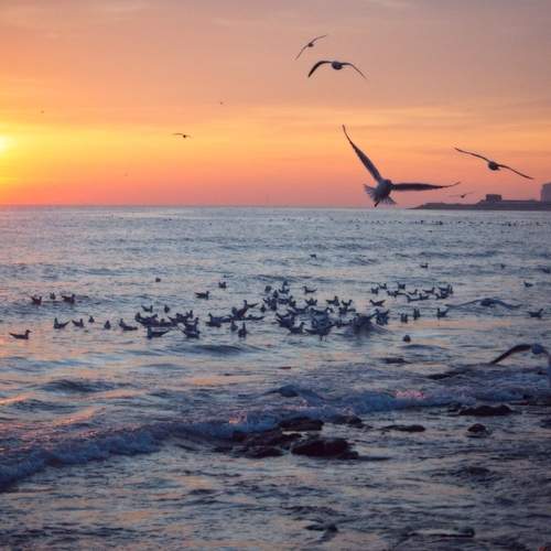 Photo #13709670