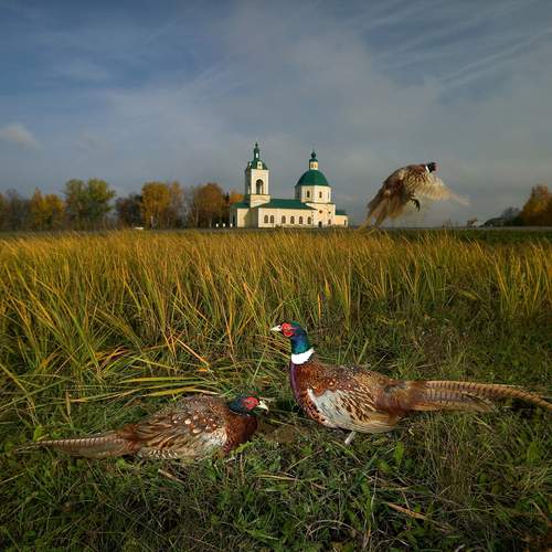 Photo #13709698