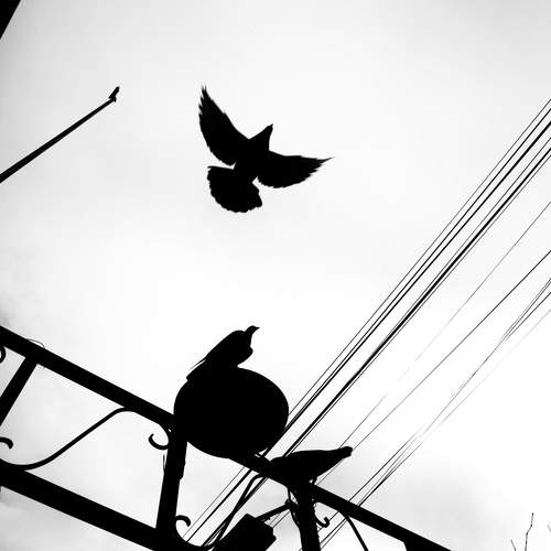 silhouette of a dove
