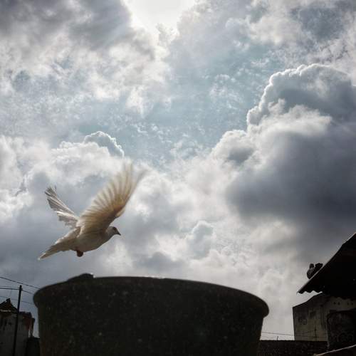 White dove