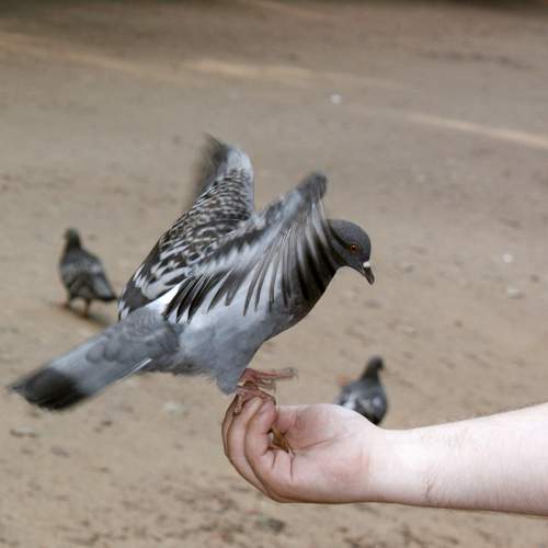 Photo #13710025