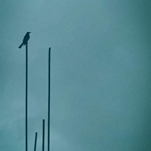 Photo #13710116
