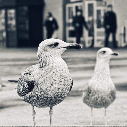 Photo #13710139